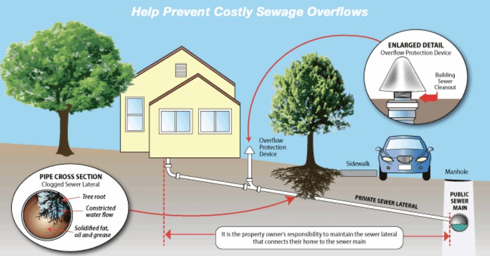 how to prevent tree roots in pipes by planning your landscaping