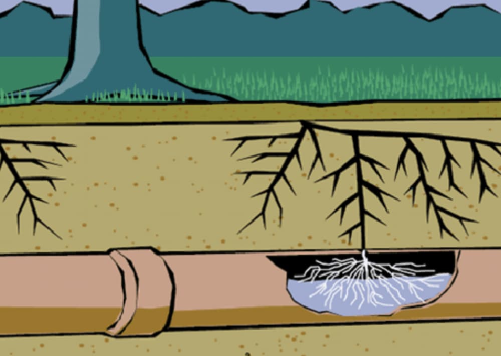 how to tell if you have roots in your pipes